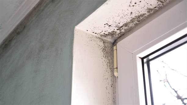 Forensic Mold Investigation in Dupont, PA