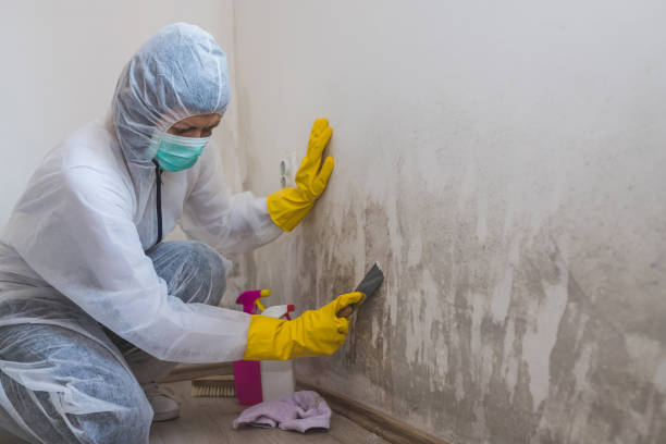 Professional Mold Removal in Dupont, PA