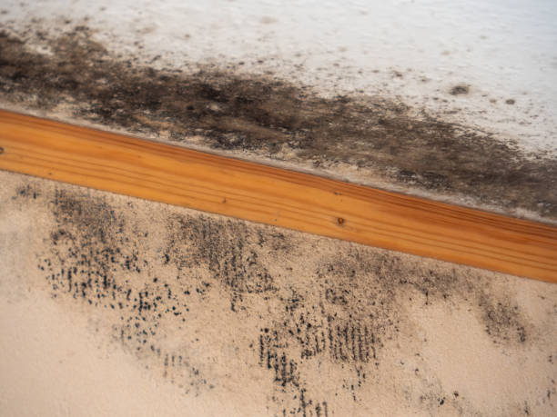 Best Real Estate Mold Inspection  in Dupont, PA