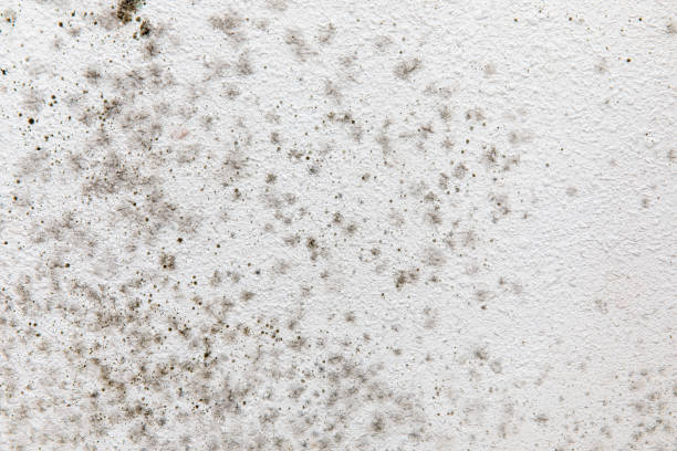 Best Indoor Air Quality Assessment  in Dupont, PA