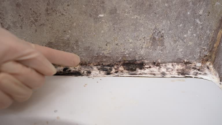 Best Biohazard Mold Removal  in Dupont, PA
